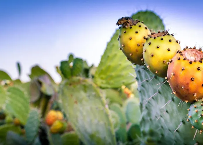 Da Assunta アパート カブラス