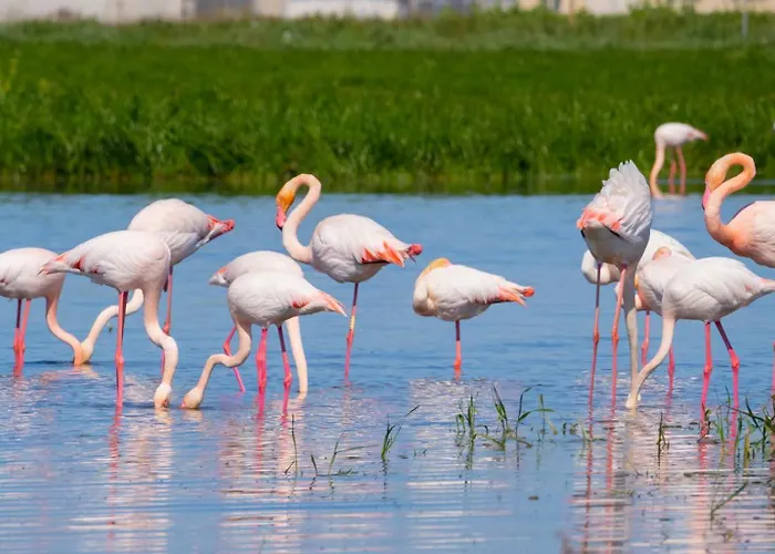 Da Assunta アパート カブラス